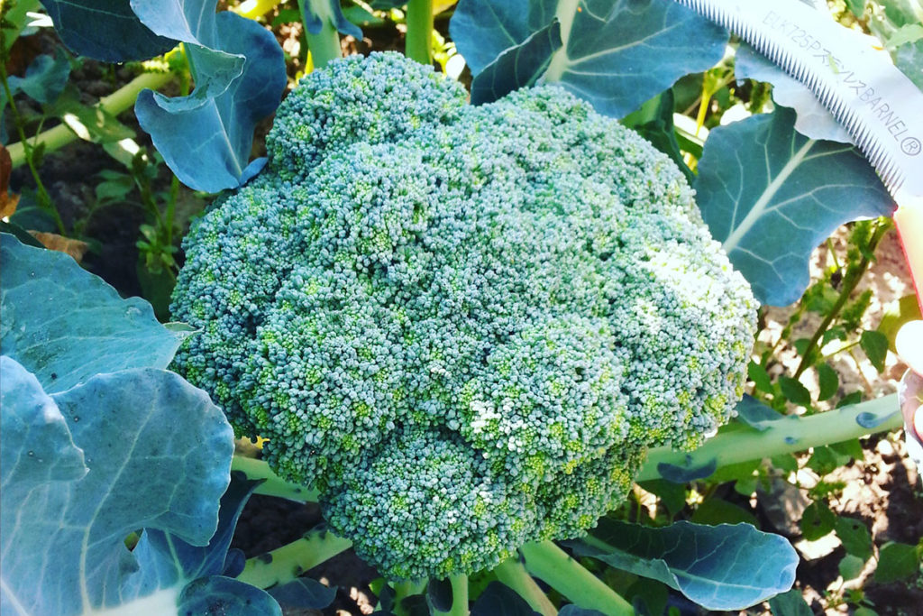 McCollum CSA Broccoli